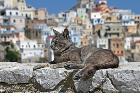 Olympos. Kočky se tu mají dobře.