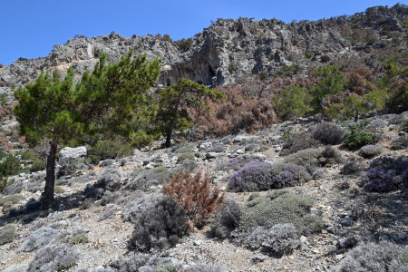 Tymián všude kolem