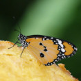 /album/hmyzaci/dsc-7856uz-na-ananasu-ctverec-jpg/