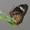 /album/hmyzaci/dsc-8030uz-monarch-ctverec-jpg/