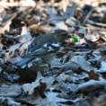 /album/pernatci/dsc-8526u-ptacek-housenka-jpg/