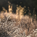 /album/fotogalerie-uvodni-stranka/dsc-9103u-zarive-traviny-ctverec-jpg/